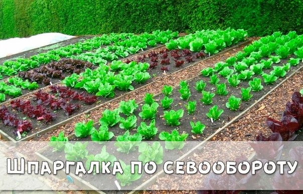Шпаргалка по севообороту культур. Сохраните себе в закладки!Севооборот1-й год капуста, брюква, редька, редис;2-й год тыква, огурцы, кабачки;3-й год свекла, морковь, петрушка, лук, чеснок;4-й год
