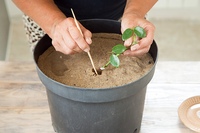 Черенок розы в банане. Как размножить розы в горшках. Как размножить розы в горшках. Как размножить розы в горшках. Черенкуем розу кордана.