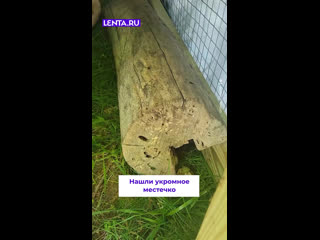 Похожи на укров и либерастов в Ленте *(иноагент). Так же визжат. 😂🤣 - Антон Белов