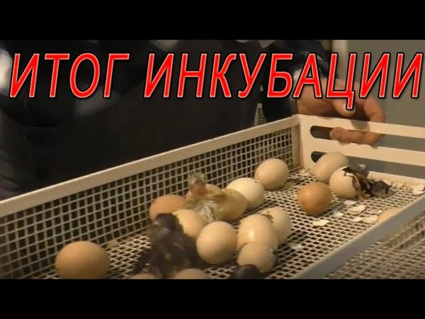 Цыплята вывелись в инкубаторе что делать. Самодельный инкубатор для перепелиных яиц. Инкубация цыплят инкубатор несушка 104. Цыплята вывелись в инкубаторе что делать. Цыплята вывелись в инкубаторе что делать.