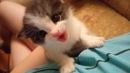 Безкота_добро