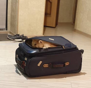 собрался в отпуск с:
