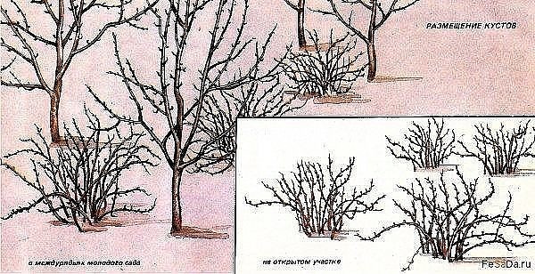 Крыжовник - агротехника, обрезка, размножение, вредители, болезни На структурных огородных почвах с глубоким плодородным слоем крыжовник можно возделывать более двадцати лет. На малоплодородных