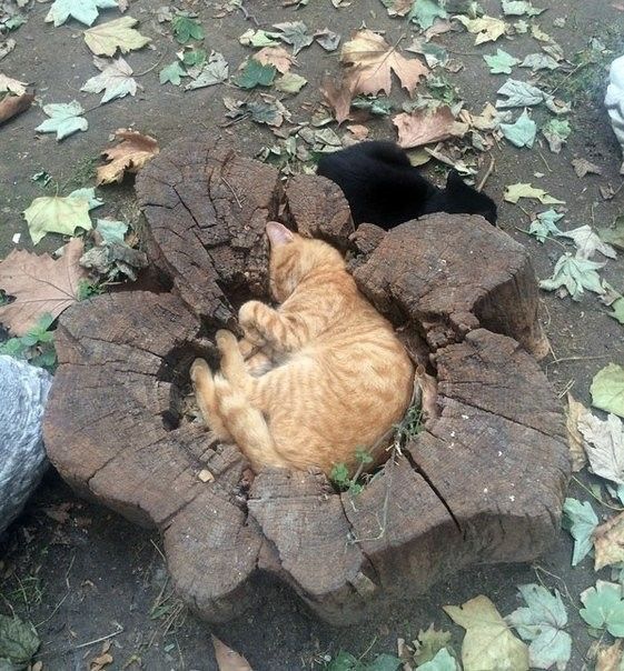 Cкaзали пошёл в пень вот и пошёл