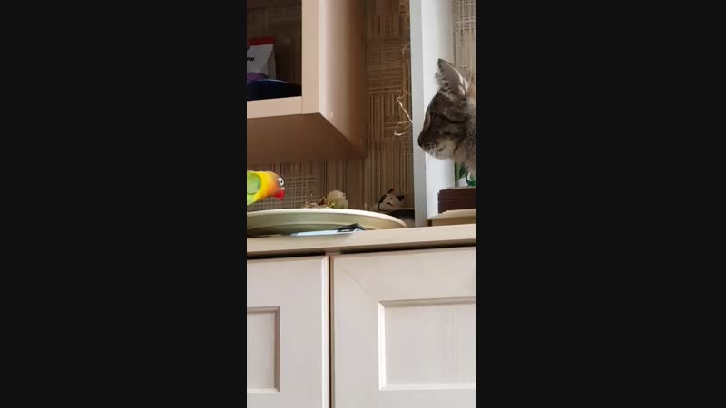 20190217_133811_2_1_1.mp4