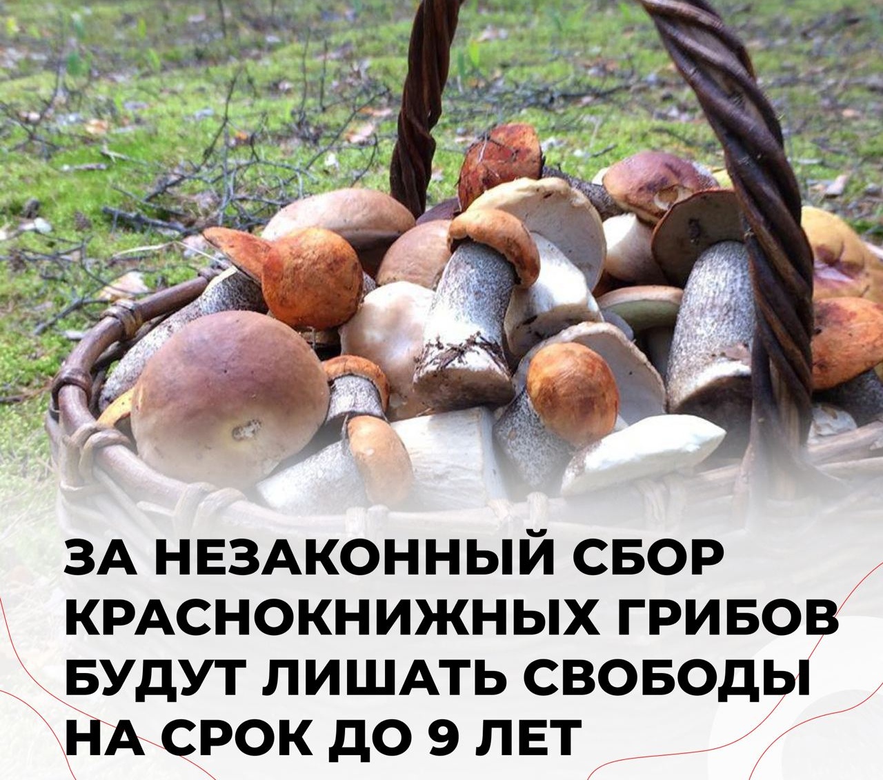 Какие грибы нельзя собирать фото Какие грибы нельзя собирать фото