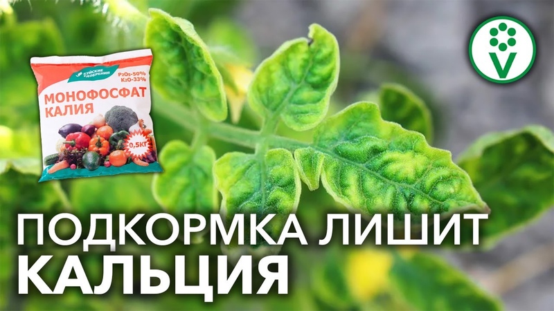 МОНОФОСФАТ КАЛИЯ ЛИШИТ ОГУРЦЫ И ТОМАТЫ ПИТАНИЯ! Вносите удобрения правильно!